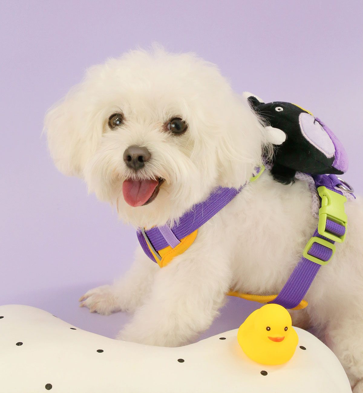  Pet leashes series