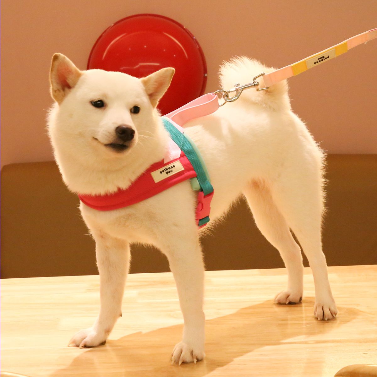 Classic Walking Harness
